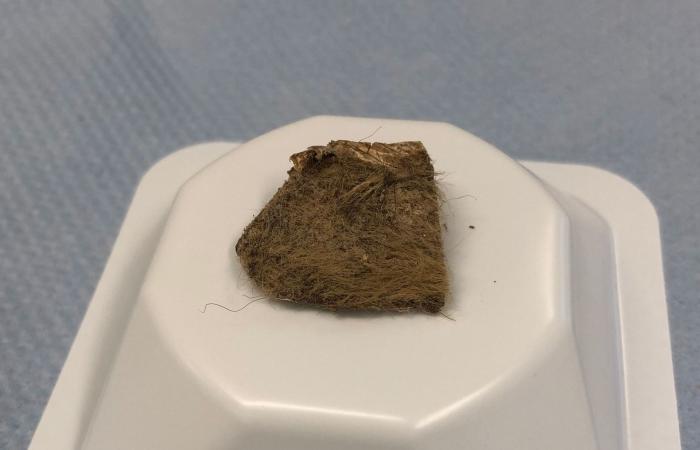 تحليل حمض نووي يكشف عن الوجبة الأخيرة لذئب من العصر الجليدي