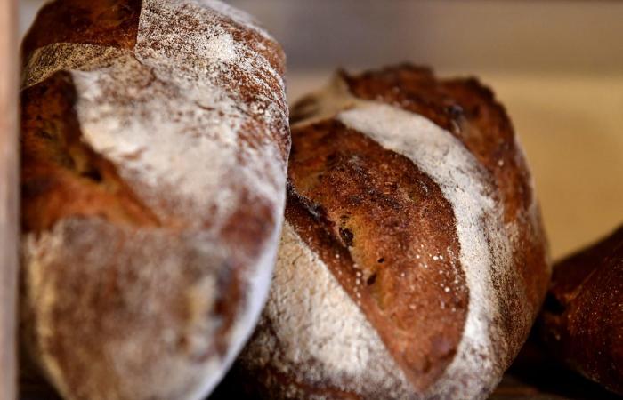 رغم السمعة السيئة للخبز.. هذا النوع يدعم صحة أمعائك