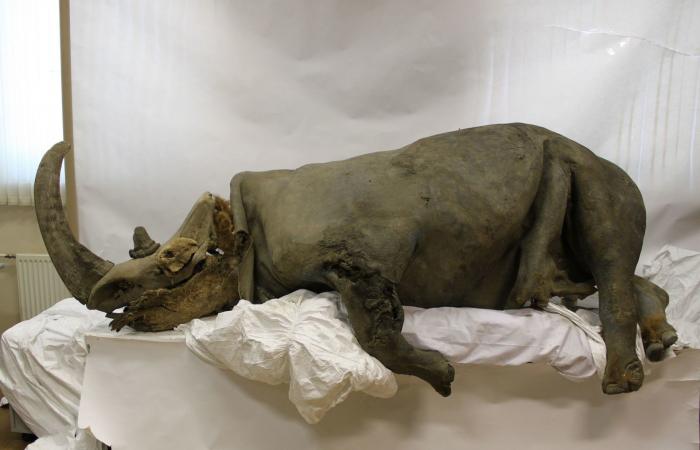 تحليل حمض نووي يكشف عن الوجبة الأخيرة لذئب من العصر الجليدي