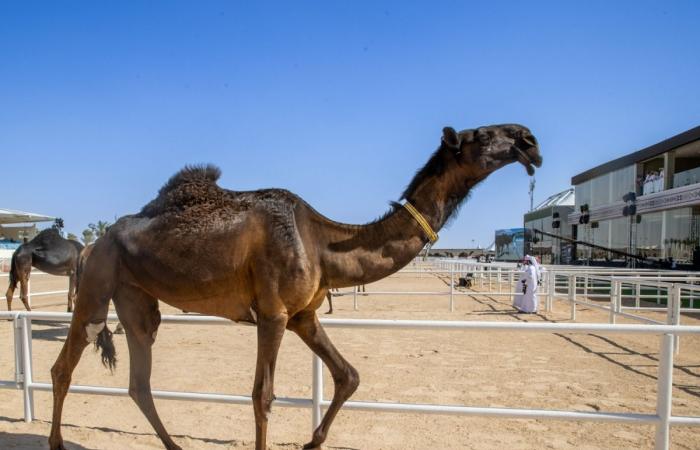 منافسات قوية في شوط سيف المغاتير ضمن مهرجان قطر للإبل