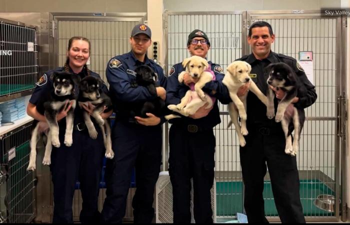 "كانت لا تتحرك".. إنقاذ جِراء فقدت وعيها إثر "جرعة مخدر زائدة"