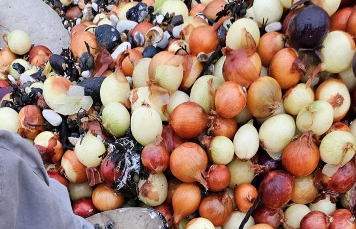 اختفاء شاطئ في إنجلترا تحت غطاء من البطاطس والبصل.. كيف حدث ذلك؟