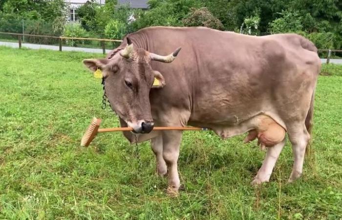 أول حالة موثّقة لاستخدام الأبقار للأدوات.. فيديو يظهر بقرة تحكّ ظهرها بعصا مكنسة