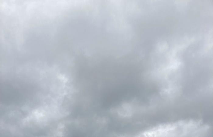 أول حالة موثّقة لاستخدام الأبقار للأدوات.. فيديو يظهر بقرة تحكّ ظهرها بعصا مكنسة