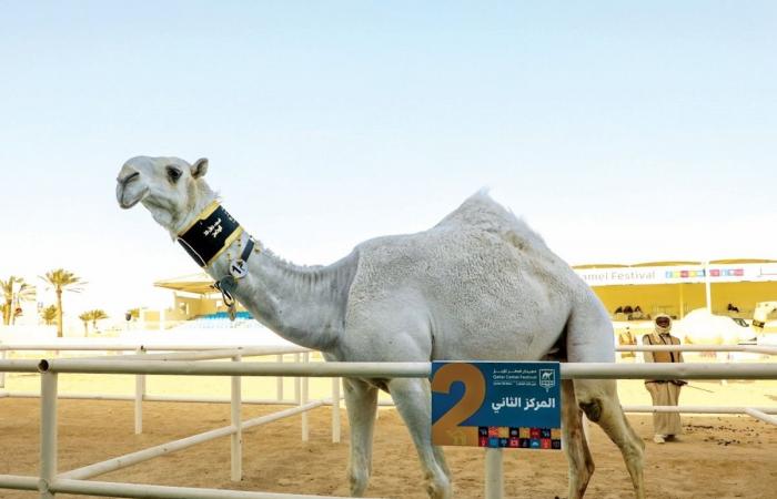 الشرافي يبقي سيف المغاتير بميدان لبصير