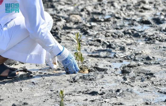 الدبلوماسية
      البيئية
      السعودية:
      مقاربة
      شاملة
      تتجاوز
      المناخ