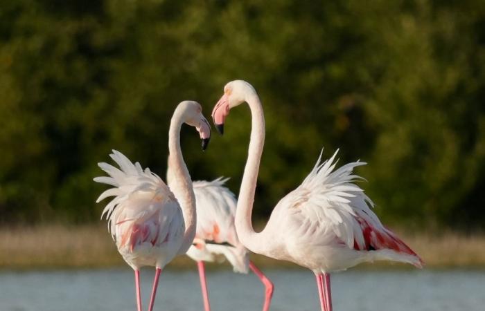 لقطات ساحرة لطائر الفلامنجو في محمية الذخيرة شمالي قطر (صور وفيديو)