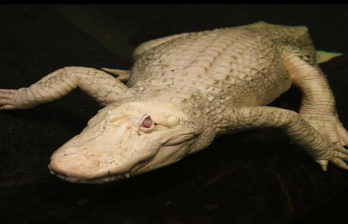 شارع كلود التمساح: تكريم غير مألوف لتمساح ألبينو نادر في مجتمع محلي