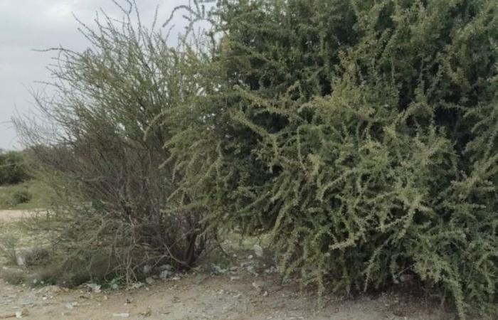 البيئة: إزالة مخلفات بناء من روض المنطقة الوسطى بعد ملاحظة مواطن