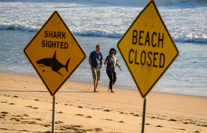 هجمات متكررة من أسماك القرش.. لماذا أصبحت شواطئ أستراليا خطيرة للغاية هذا الصيف؟