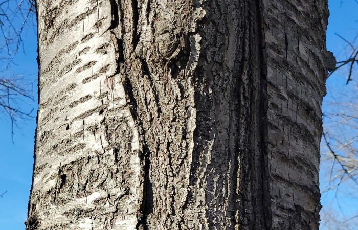 "الأشجار المتفجرة"..ماذا يحصل حقًا في ظل الصقيع والبرد؟