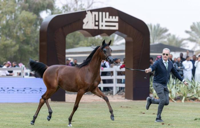 الشهري:
      رباعية
      الأهلي
      تعلمنا
      أكثر
      مما
      يعلمنا
      الانتصار