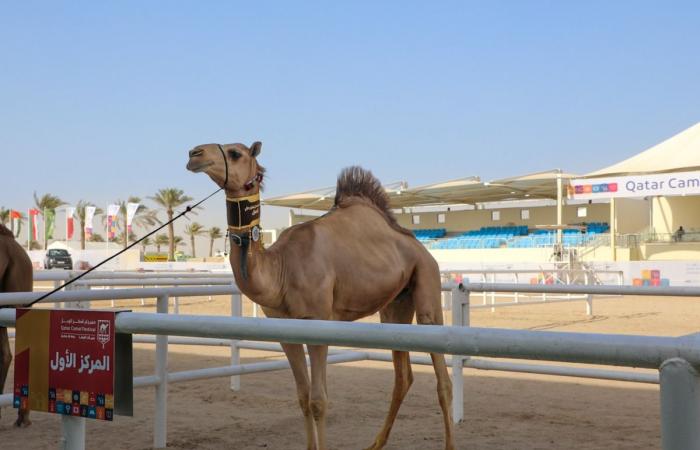تتويج الفائزين بأشواط المفاريد الدولية لفئة الأصايل بمهرجان قطر للإبل