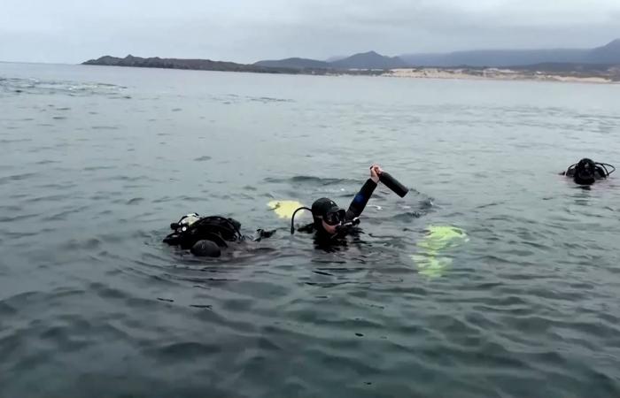 غواصون يستخرجون قناني نبيذ فاخرة من قاع البحر.. ما السبب؟