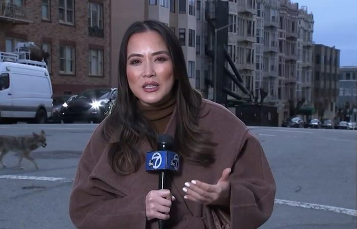 ذئب يفاجىء مراسلة أمام الكاميرا.. وممرضة وجهًا لوجه مع أسد في كاليفورنيا