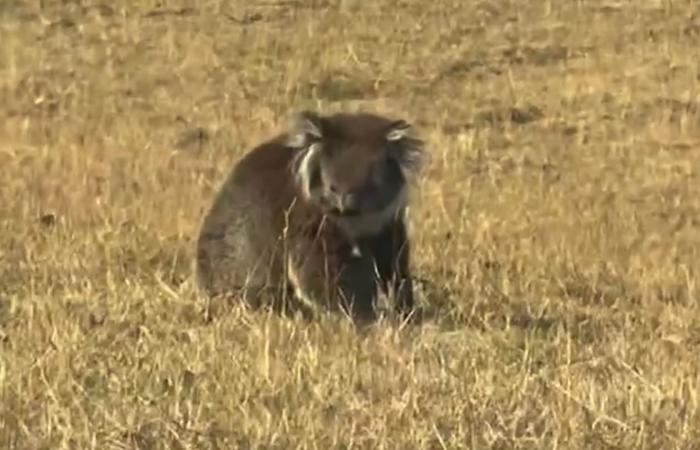 مشهد مؤثر لدب كوالا تحاصره النيران في أستراليا.. ومزارعون يتدخلون لإنقاذه