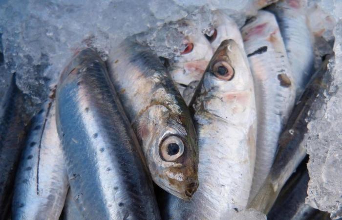 7
      أطعمة
      صحية
      تحمي
      من
      شيخوخة
      الجلد