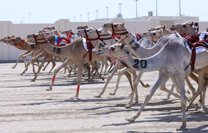 إعلان برنامج السباق المحلي السابع للهجن العربية الأصيلة