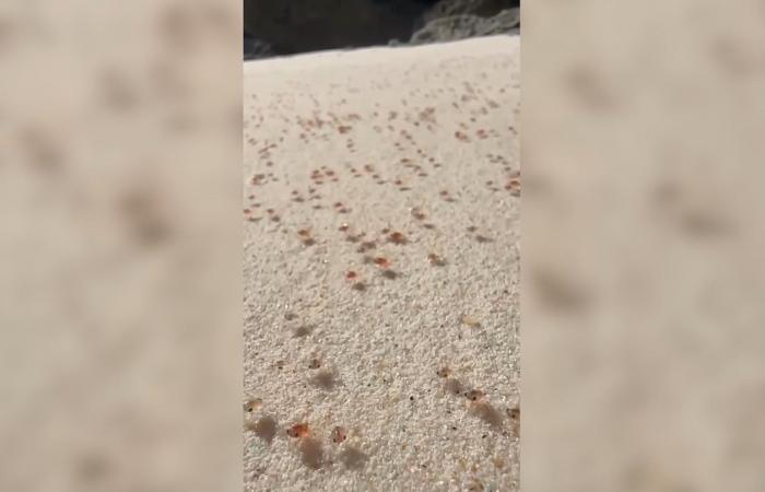 شاهد.. هجرة نادرة لملايين سرطانات البحر الحمراء تجتاح شاطئًا في أستراليا