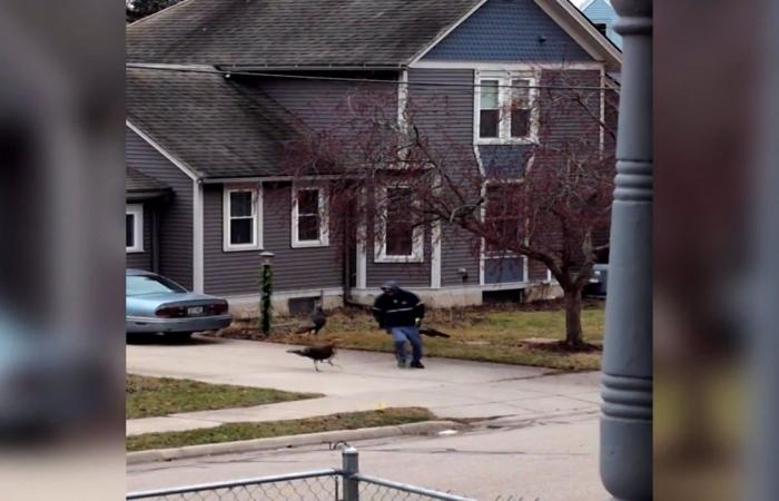 كاميرا ترصد مجموعة ديوك رومية تطارد ساعي بريد وأطفال وزوار حي بأمريكا