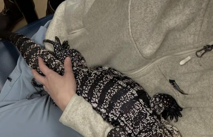 دُفنت
      تحت
      الثلوج
      ولم
      تنتهِ
      قصتها...
      سحلية
      تتحدَّى
      التجمُّد
      وتنجو