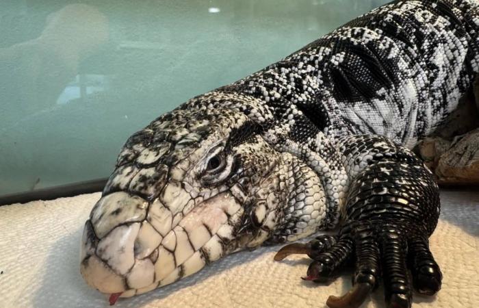 دُفنت
      تحت
      الثلوج
      ولم
      تنتهِ
      قصتها...
      سحلية
      تتحدَّى
      التجمُّد
      وتنجو