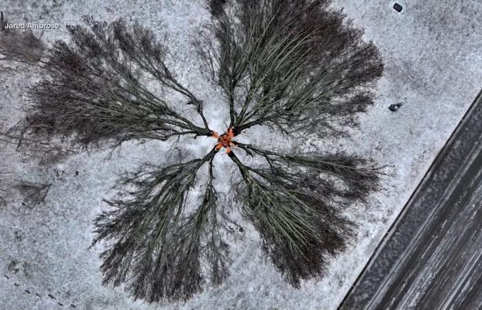 صورة سريالية.. البرد القارس يشطر شجرة إلى أربعة أقسام مثالية