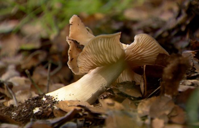 هذه العائلة جمعت فطرًا بريًا وطهته للعشاء.. وخلال أسبوع دخل أفرادها جميعًا المستشفى