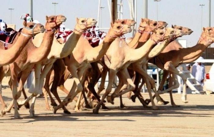 مهرجان سيف سمو الأمير الوالد على خط الانطلاق