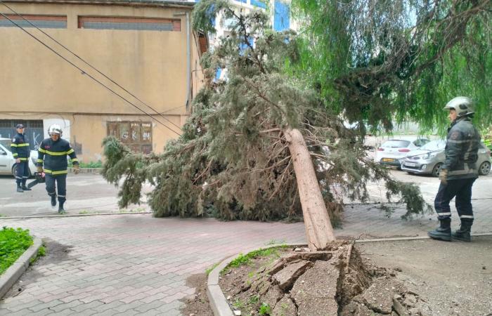 تشغيل
      معبر
      رفح...
      اختبار
      ميداني
      لمسار
      «اتفاق
      غزة»