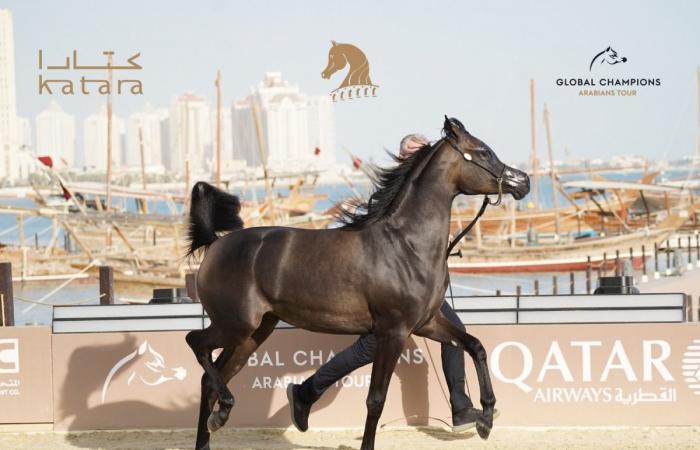 مهرجان كتارا الدولي للخيل العربية 2026 ينطلق بعد غد