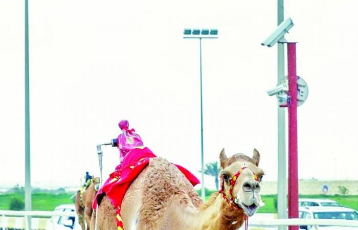 انطلاق مهرجان سمو الأمير الوالد للهجن العربية الأصيلة