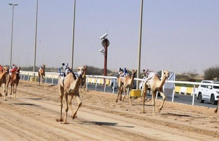إثارة كبيرة بمهرجان سيف الأمير الوالد
