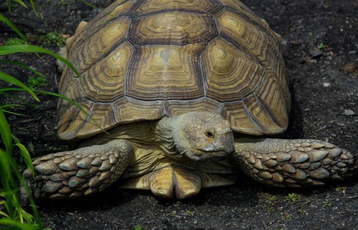 ضيف
      غير
      متوقَّع
      في
      واشنطن
      بعد
      غياب
      25
      عاماً