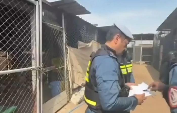 البيئة: رصد مخالفة صيد لطيور الصَّلال وإعادة إطلاقها في البر "فيديو"