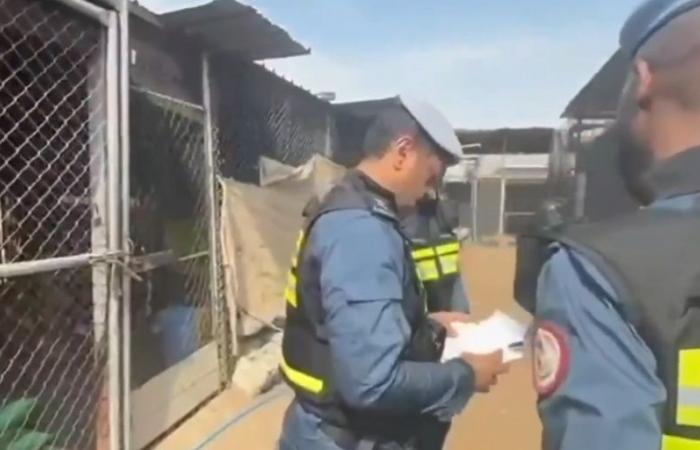 العثور على طيور الصلال داخل إحدى العزب بعد اصطيادها بطريقة مخالفة بقصد الإتجار