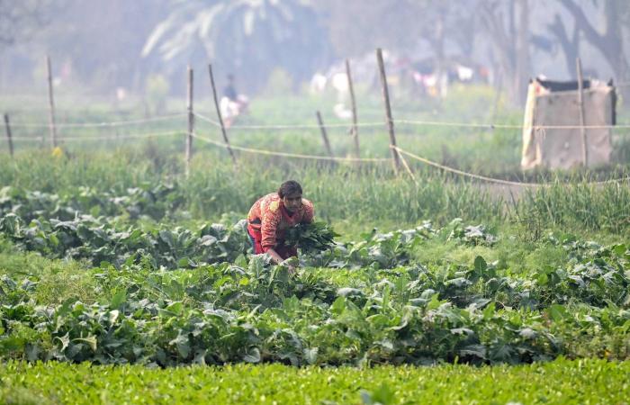 12
      طعاماً
      تدعم
      المناعة
      أكثر
      من
      البرتقال