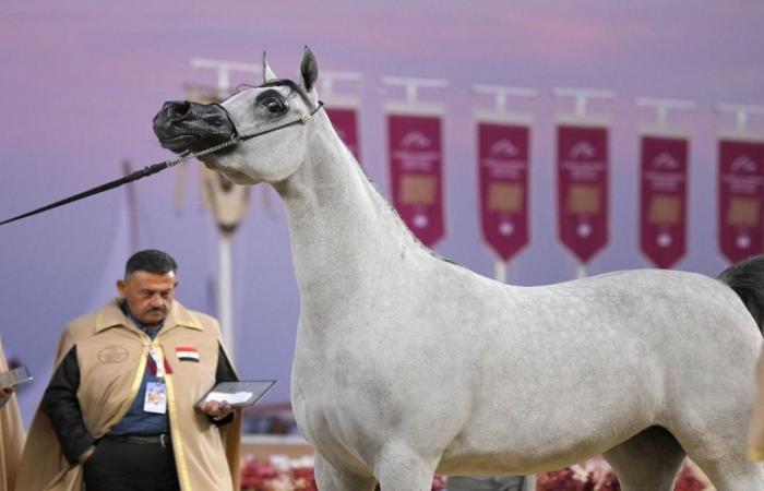 الثقافة والفن يتعانقان مع الفروسية في مهرجان كتارا الدولي للخيل العربية