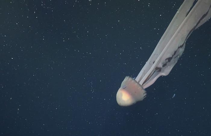 ينمو بطول حافلة مدرسية..علماء يرصدون ظهورًا نادرًا لقنديل البحر الشبح