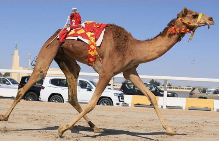 انطلاقة قوية للقايا في رابع أيام مهرجان الأمير الوالد للهجن