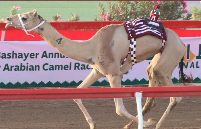 هجن أم الزبار تحصد رمزي الثنايا بمهرجان البشائر السنوي بعمان