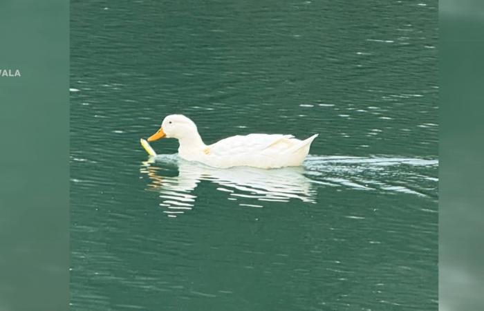 بطة تصارع للبقاء بمنقار مغلق بطُعم صيد.. شاهد ما فعله رجل لإنقاذها