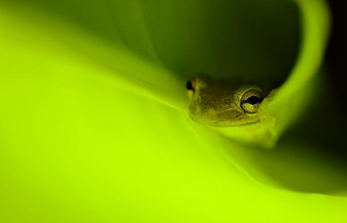 عالم خفي.. ألق نظرة على الصور الفائزة بجائزة مصور العام للتصوير عن قرب