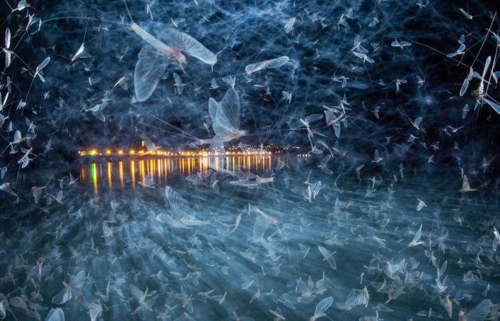 عالم خفي.. ألق نظرة على الصور الفائزة بجائزة مصور العام للتصوير عن قرب