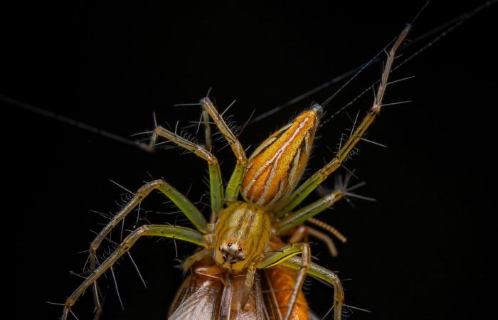 عالم خفي.. ألق نظرة على الصور الفائزة بجائزة مصور العام للتصوير عن قرب