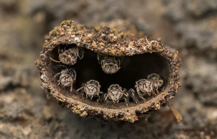 عالم خفي.. ألق نظرة على الصور الفائزة بجائزة مصور العام للتصوير عن قرب