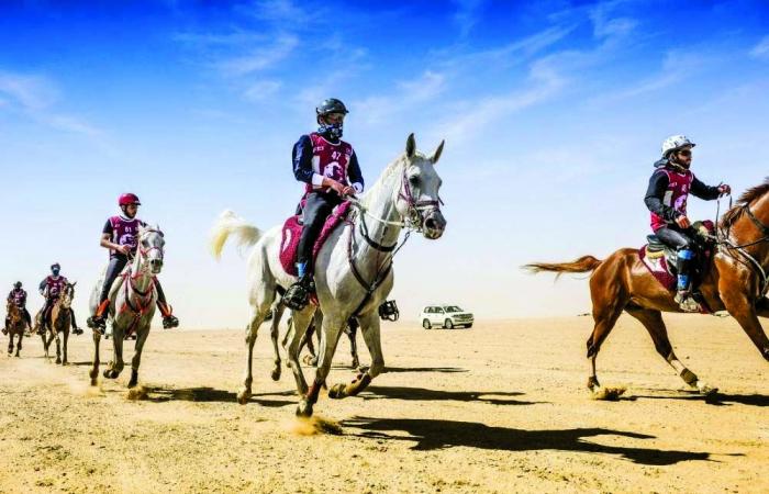 إعلان تفاصيل سباق سيف سمو الأمير لقوة التحمل