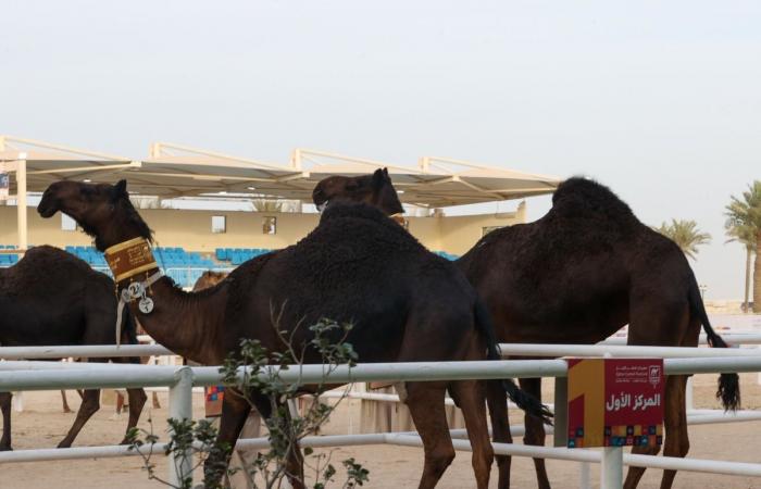 مهرجان قطر للإبل.. إعلان الفائزين في شوط البندق للمجاهيم