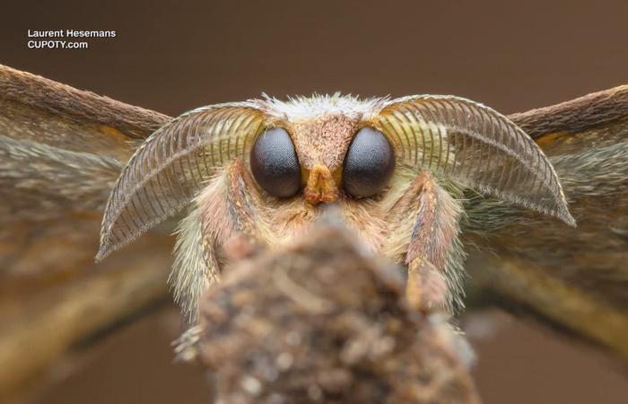 مشاهد نادرة لعوالم خفيّة.. شاهد الصور الفائزة بمسابقة التصوير المقرّب