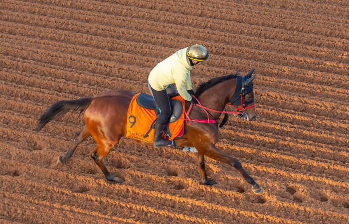 رسمياً...
      بيريرا
      اتحادياً
      حتى
      2027